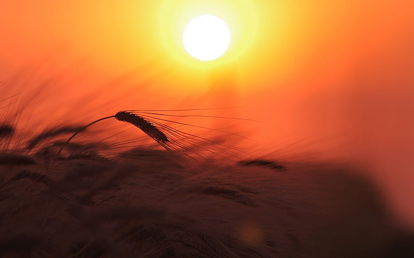 밀밭 자연 빛 태양 하늘 일몰 HD 월페이퍼