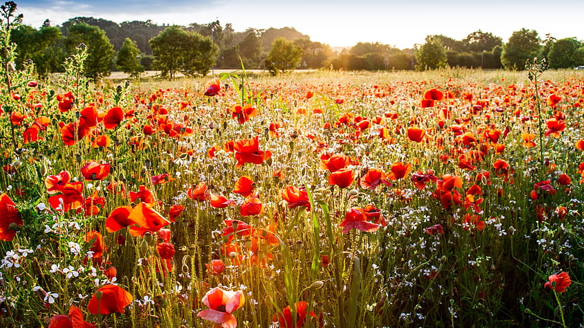 Красиви червени обикновени макови цветя Пъпки Растения Полски дървета Слънчева светлина Синьо небе Фон Природа HD тапет