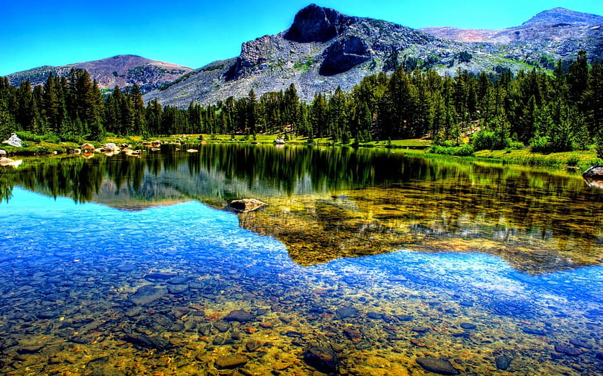 PINE FOREST LAKE, pins, clair, forêt, lac, montagne Fond d'écran HD