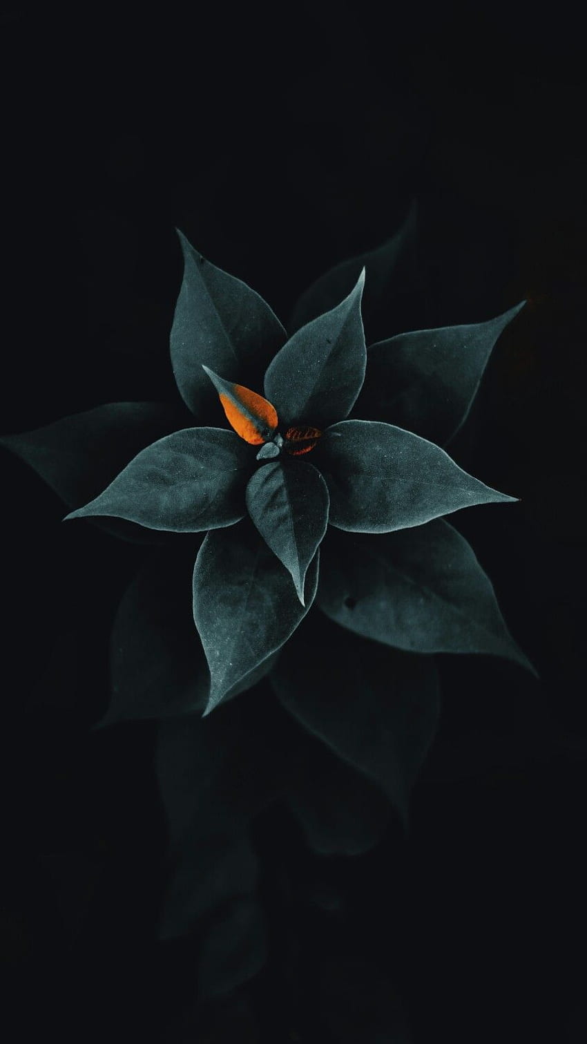 Amoled растение, AMOLED цвете HD тапет за телефон
