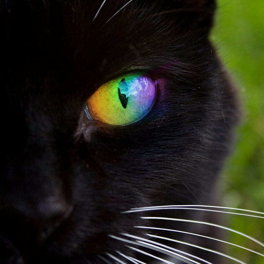 검은 고양이, 눈, 고양이, 검정, 무지개 HD 월페이퍼