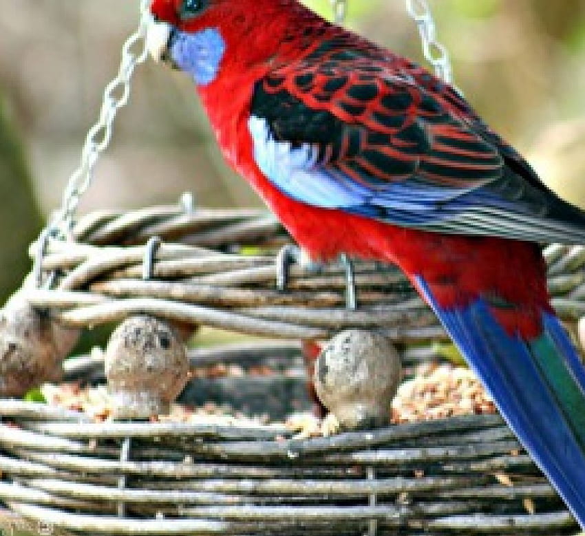 Rosella on feeder, rosella, bird feeder, australia, parrot HD wallpaper