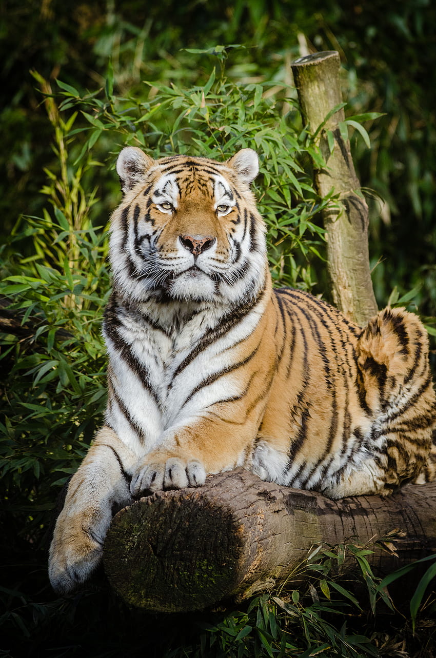 Animali, bugie, gatto grande, fauna selvatica, tigre, tigre siberiana Sfondo del telefono HD