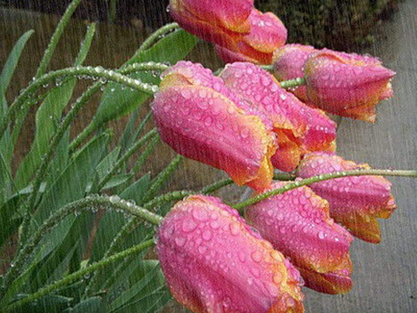 tulips in rain, drops, tulip, pink, rain HD wallpaper