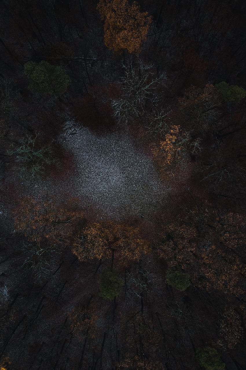 Alam, Pohon, Pemandangan Dari Atas, Hutan, Polyana, Glade wallpaper ponsel HD