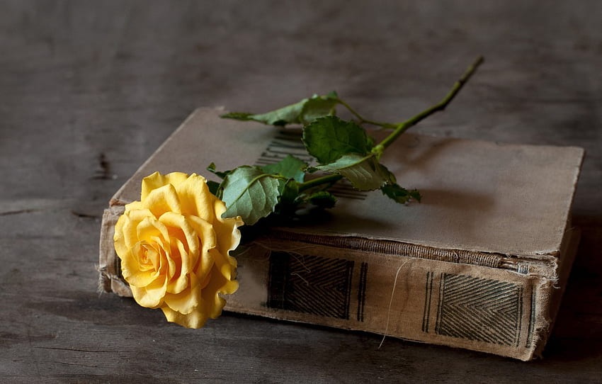 rose, book, yellow for , section цветы, Yellow Flowers Books HD wallpaper