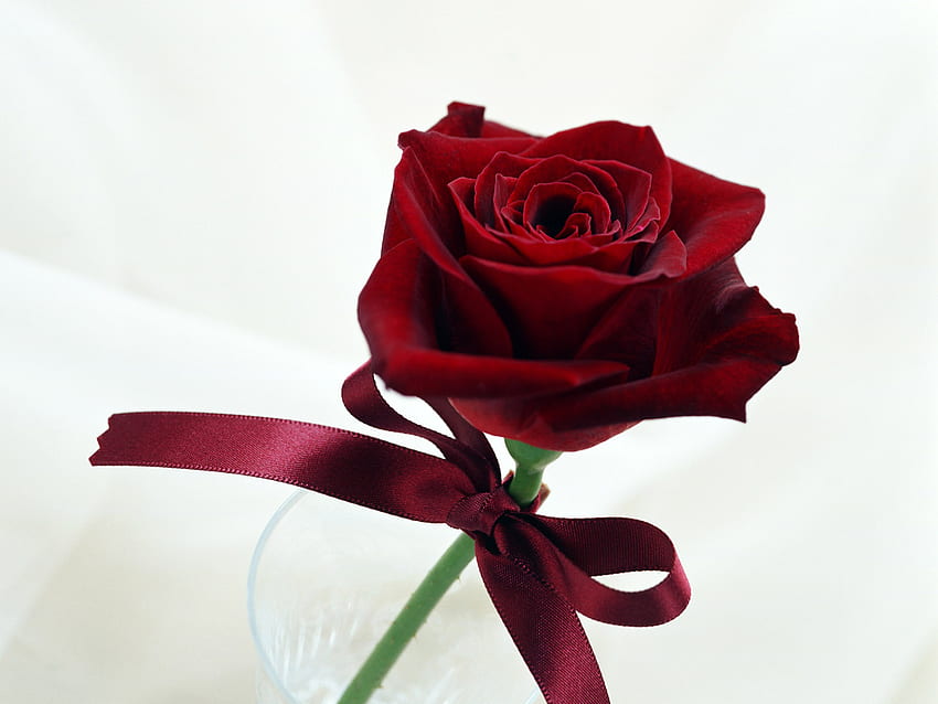Fancy Rose, róża, fantazyjne, natura, kwiaty Tapeta HD