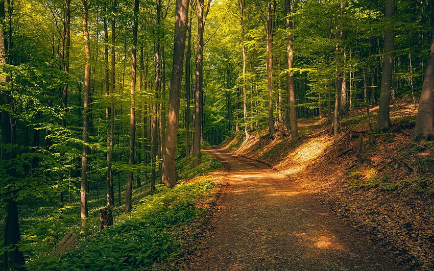Forest Path, trees, nature, forest, path HD wallpaper