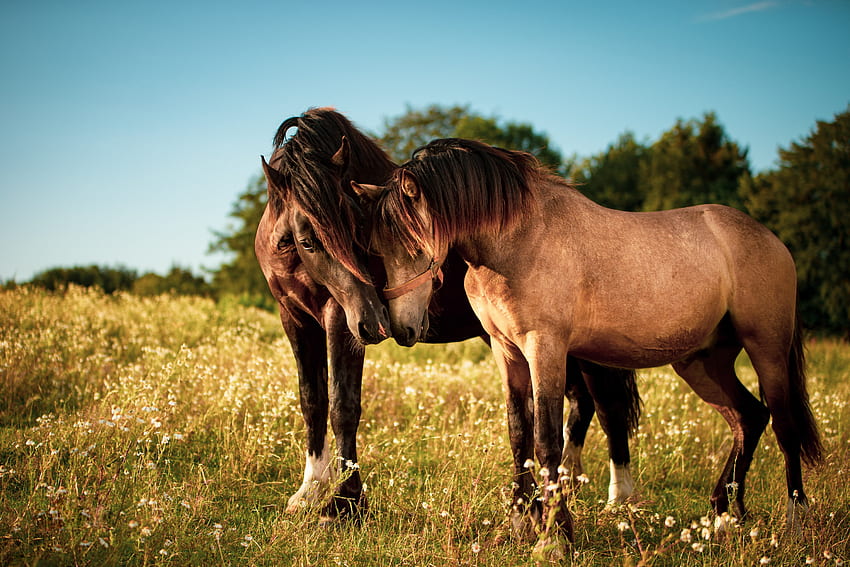 Dois cavalos apaixonados pastam na grama verde e - papel de parede HD
