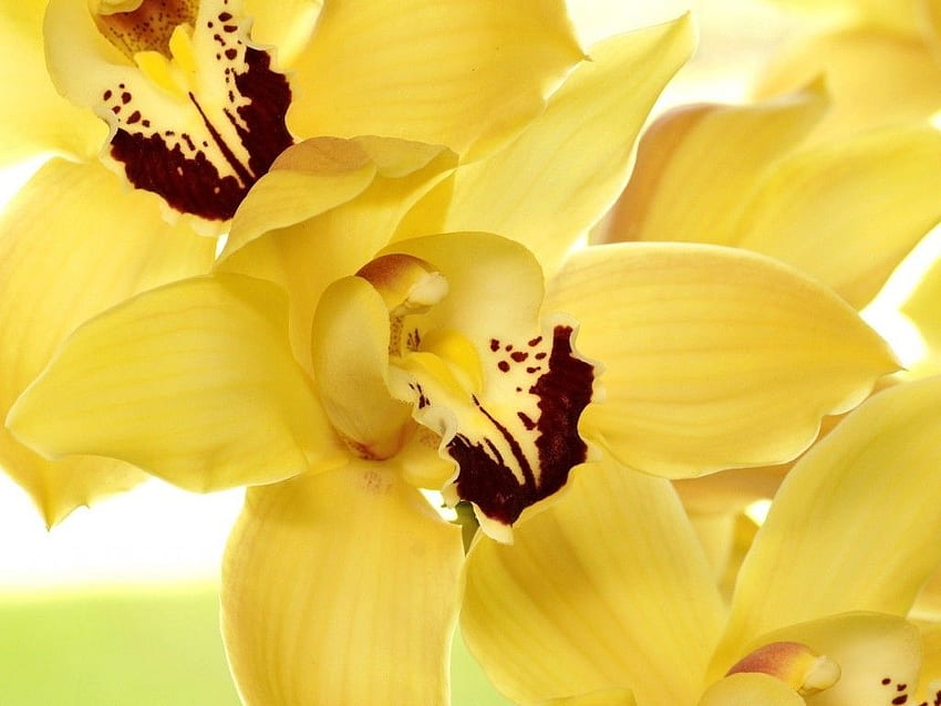 flor oriental amarillo hermosas orquídeas flores pétalos, tema oriental fondo de pantalla