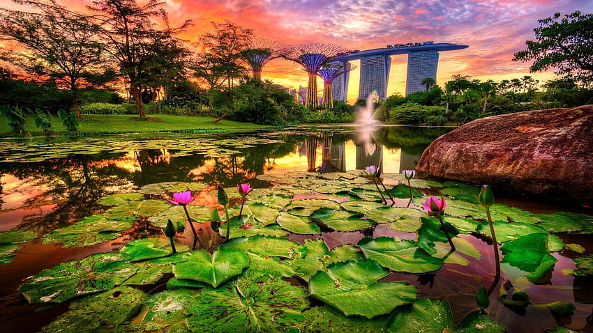 Марина Бей Сандс, скала, Сингапур, водни лилии, дървета, облаци, курорт, залез, езерце HD тапет