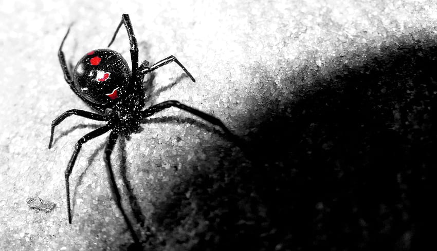 Spider Web -, Black Spider Web HD wallpaper