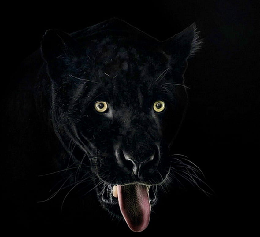 Pantera, fundo preto, pantera negra, gato, olhos verdes papel de parede HD
