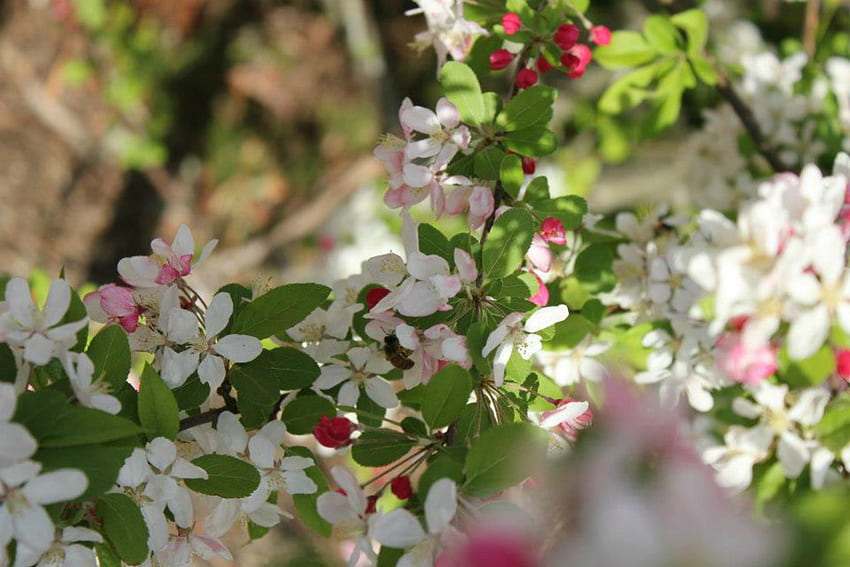 Jeffrey Friedl's Blog » Pretty As a Peach Blossom