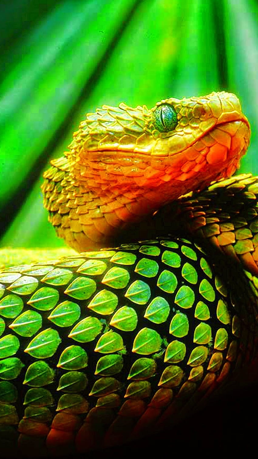 Snake, Viper HD phone wallpaper