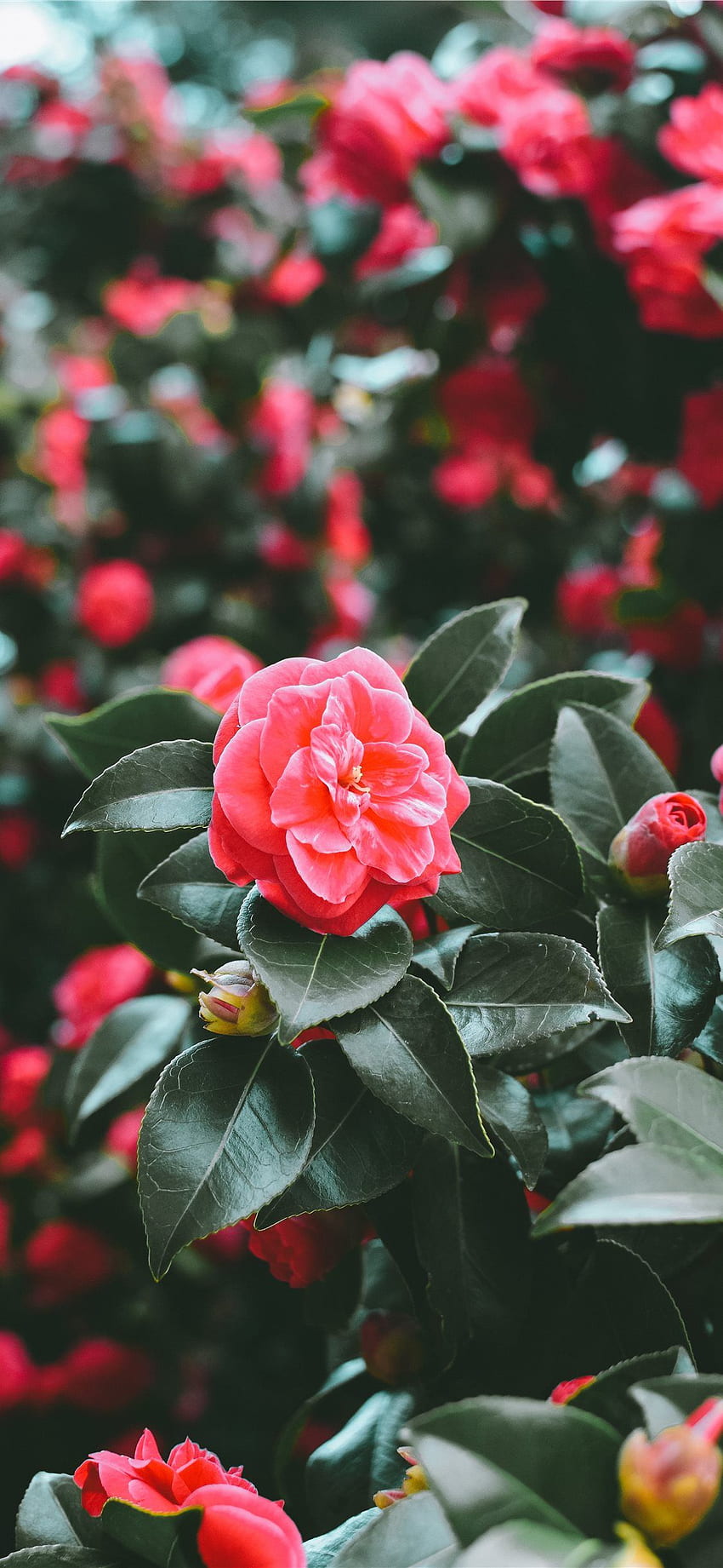 Erste Anzeichen des Frühlings iPhone X, Camellia Sasanqua HD-Handy-Hintergrundbild