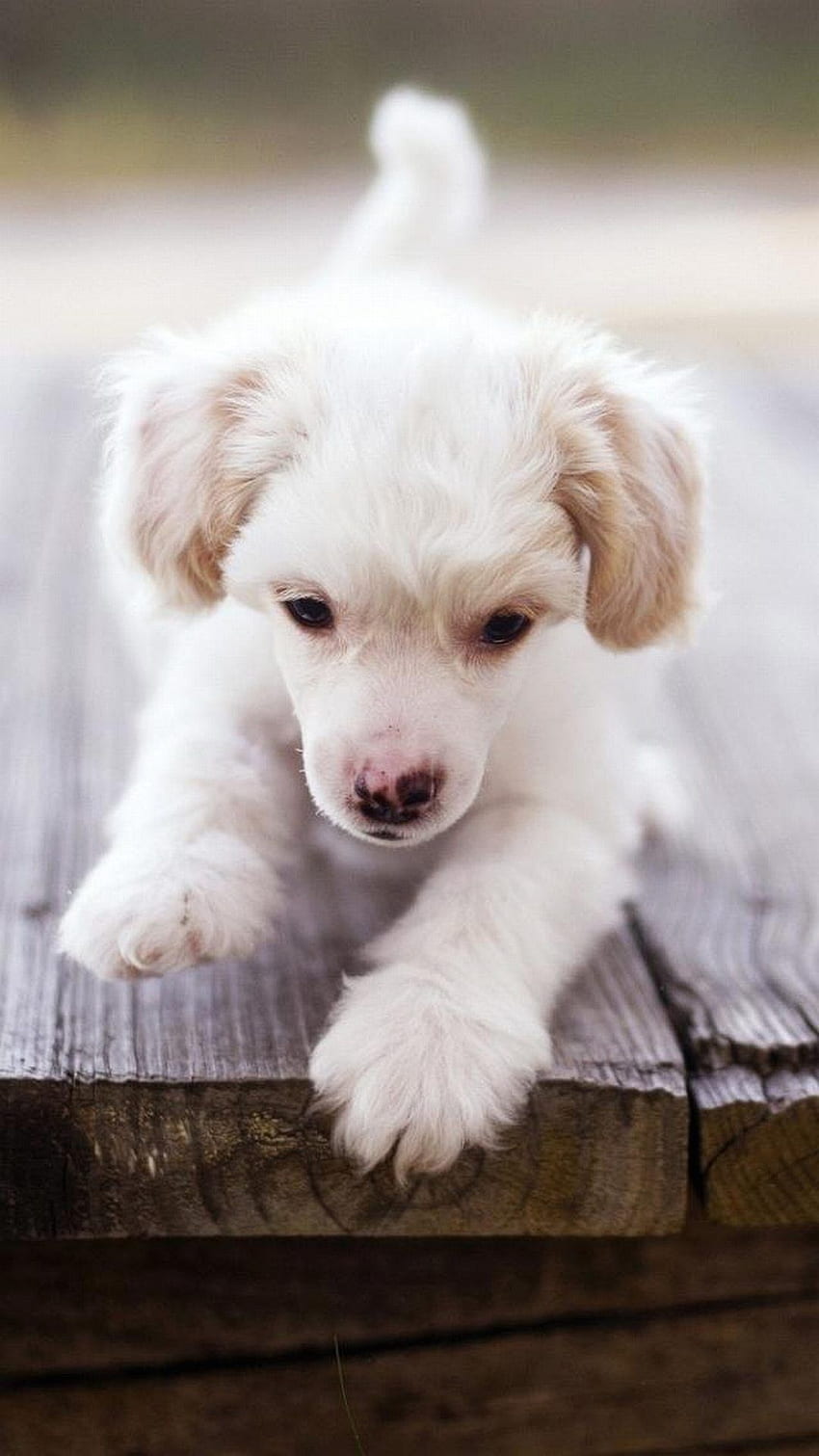 HD Cute Puppy Backgrounds  PixelsTalkNet