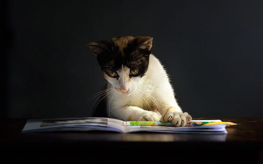 Animals, Dark, Cat, Spotted, Spotty, Notebook, Curiosity HD wallpaper