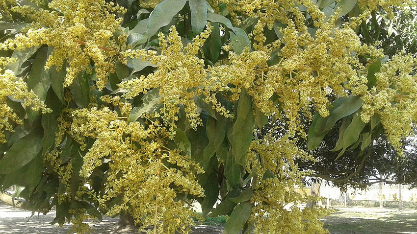 Eccellente fiore di mango [] :, albero di mango Sfondo HD