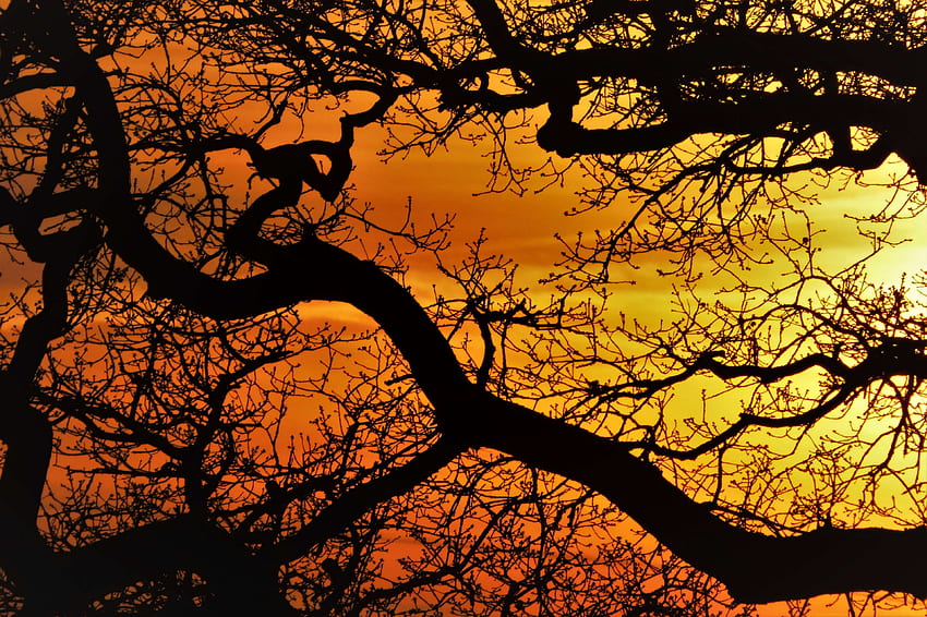ความงาม สาขา สาขา กิ่งก้าน กลืนกิน ตะปุ่มตะป่ำ ธรรมชาติ พระอาทิตย์ตก ต้นไม้ ต้นไม้ เผ่า , Crown Aesthetic วอลล์เปเปอร์ HD