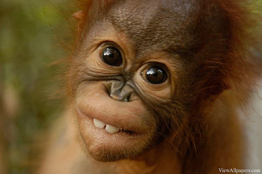 Animal Planet Baby Orangutans High Resolution [] for your , Mobile & Tablet. Explore Baby Orangutan . Baby Orangutan , Orangutan , Orangutan HD wallpaper
