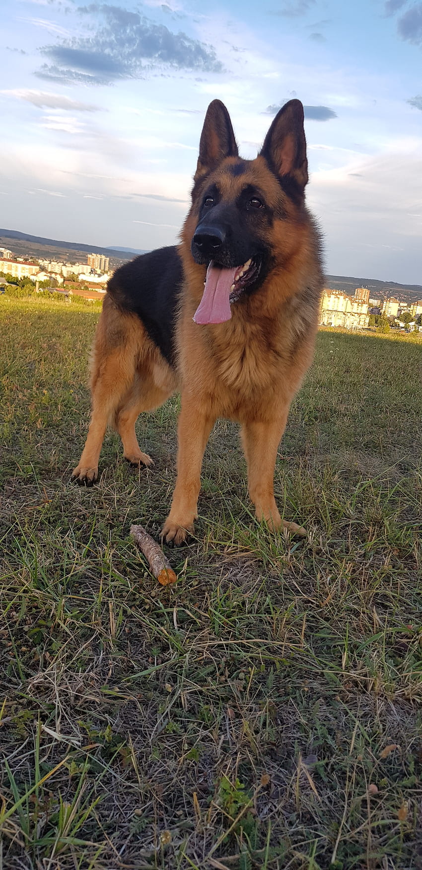 German Shepherd, german shepherd dog, sky, nature, dog HD phone ...