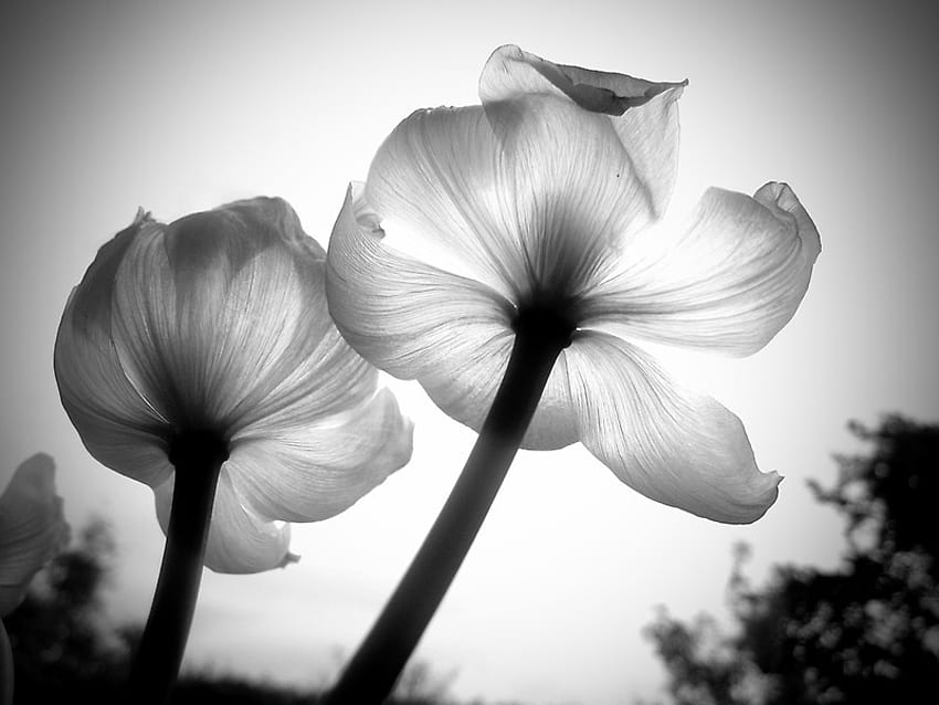 AGAINST THE LIGHT, tulip, graphy, light, bw, nature, flowers, beauty HD wallpaper