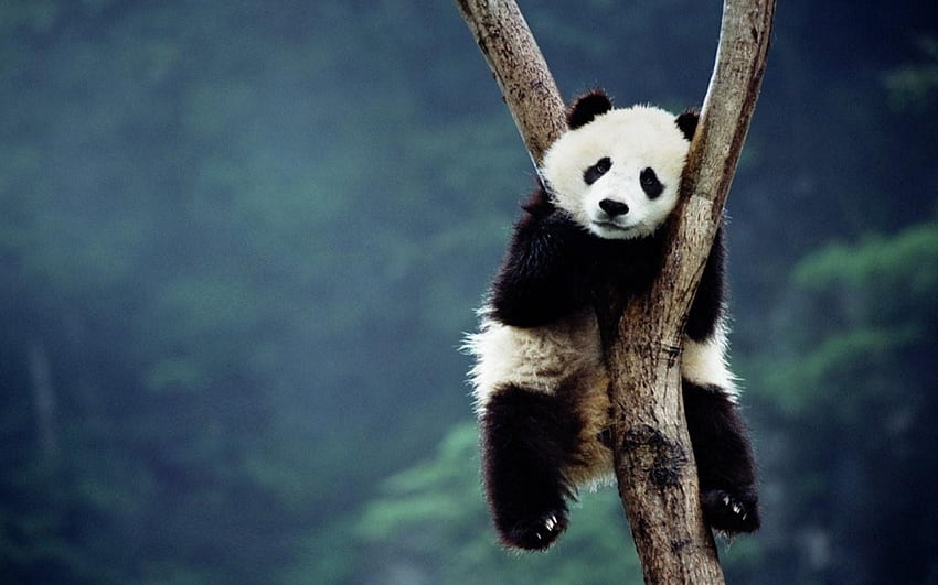 Netter Pandabär auf Baum, Bär, Bambus, Natur, Porzellan, Baum, Panda HD-Hintergrundbild