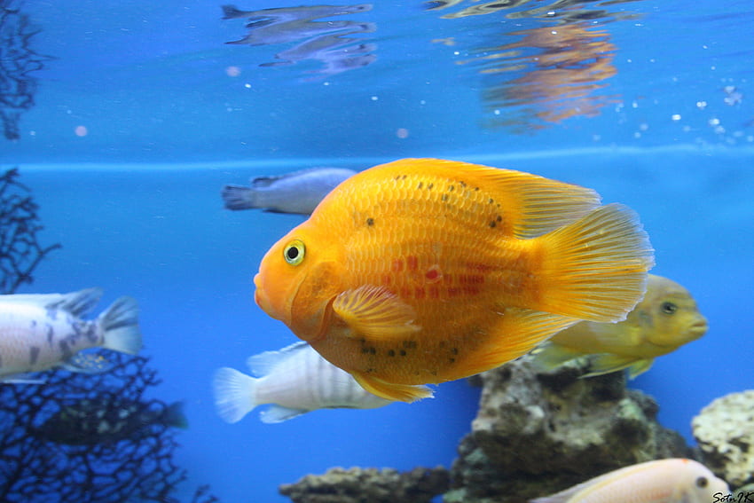 Zwierzęta, ryby, podwodny świat, pływać, pływać Tapeta HD