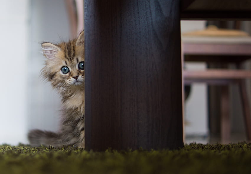 Tiere, flauschig, Kitty, Kätzchen, verstecken HD-Hintergrundbild