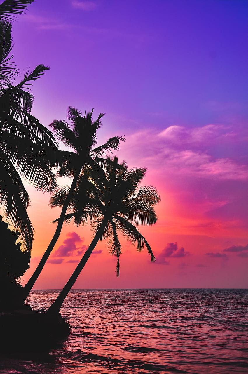 เกาะเขตร้อน ชายหาด ท้องฟ้าสีชมพู พระอาทิตย์ตก ต้นปาล์ม วอลล์เปเปอร์โทรศัพท์ HD