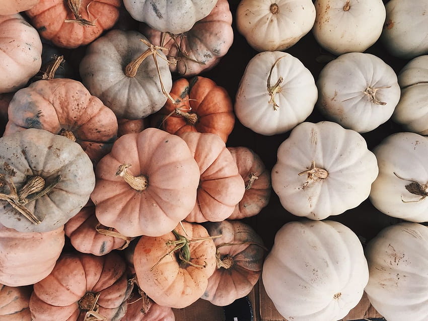 macadameia. shivers in 2019. Autumn aesthetic, Autumn, Aesthetic Pumpkin HD wallpaper