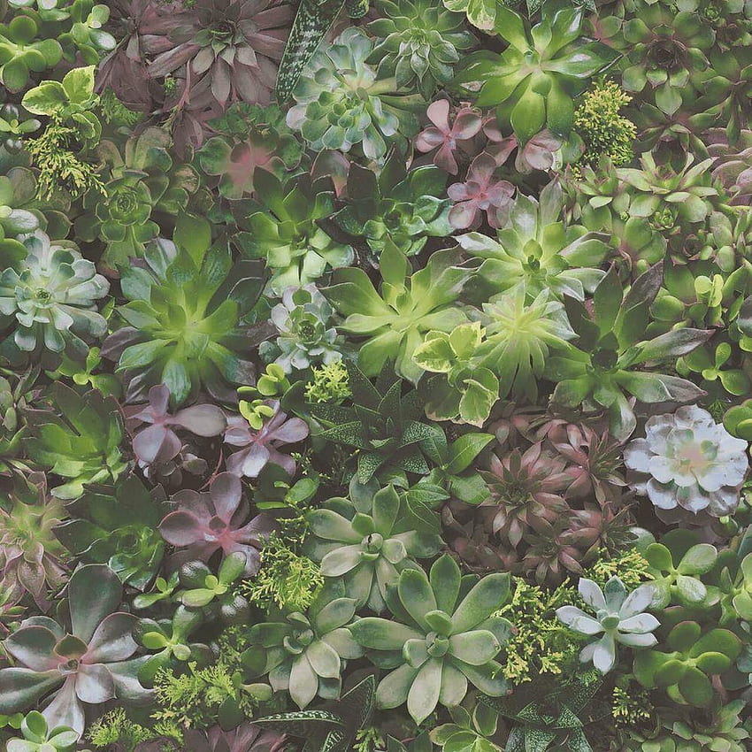 Galerie Evergreen Succulents - 7322 - Green / Lilac HD phone wallpaper