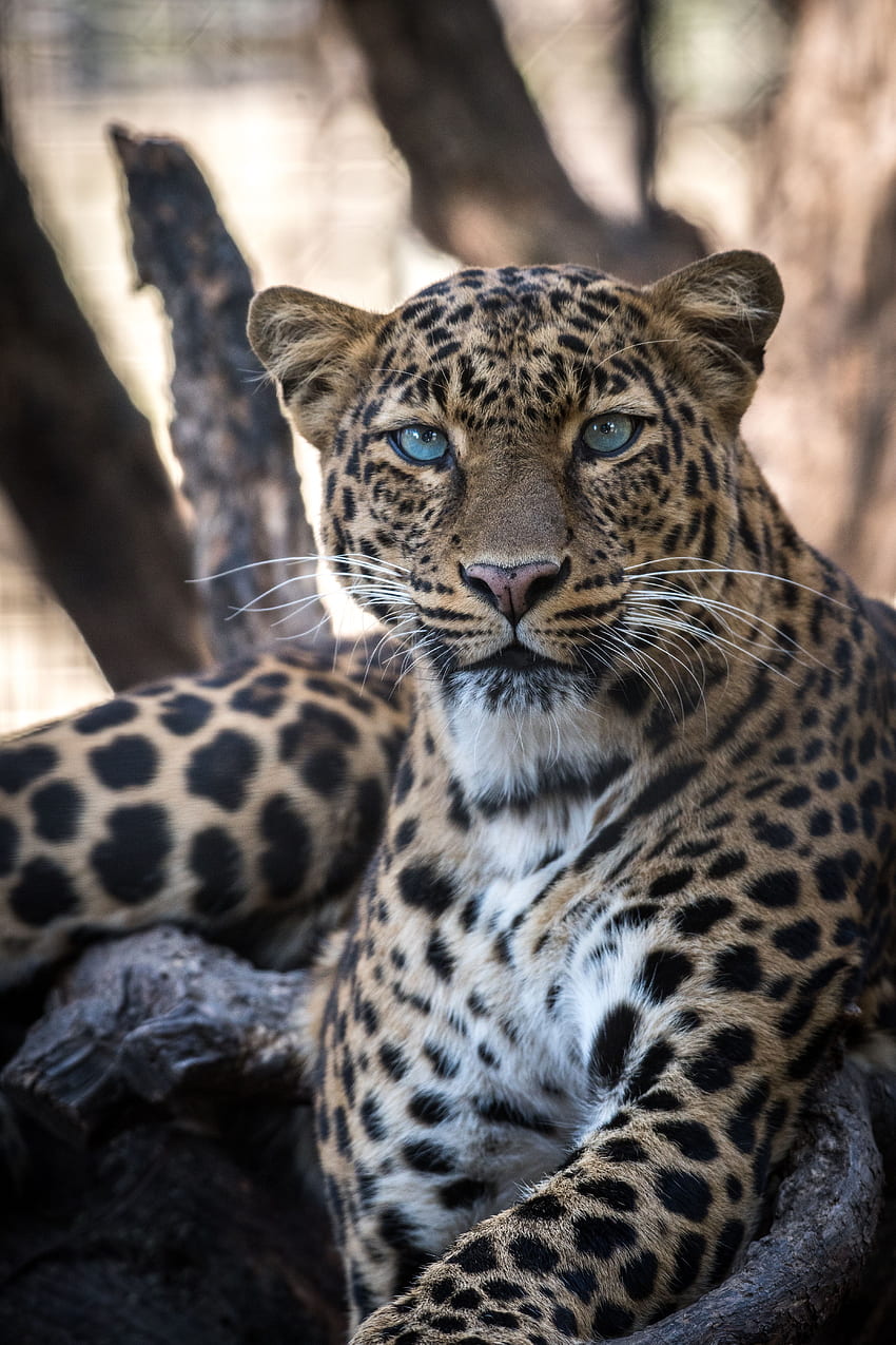 Animali, Leopardo, Predatore, Grande Felino, Vista, Opinione Sfondo del telefono HD