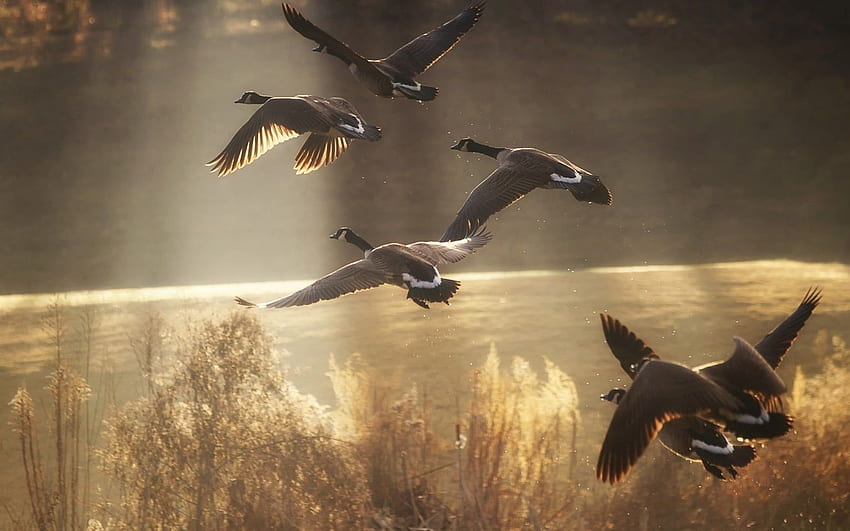 Flying mallard ducks graphy HD wallpaper