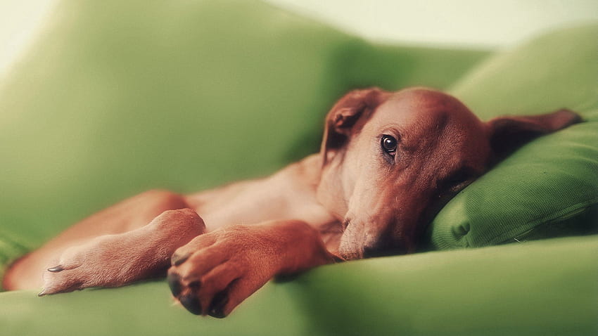 Animals, To Lie Down, Lie, Dog, Sleep, Dream, Pillow HD wallpaper