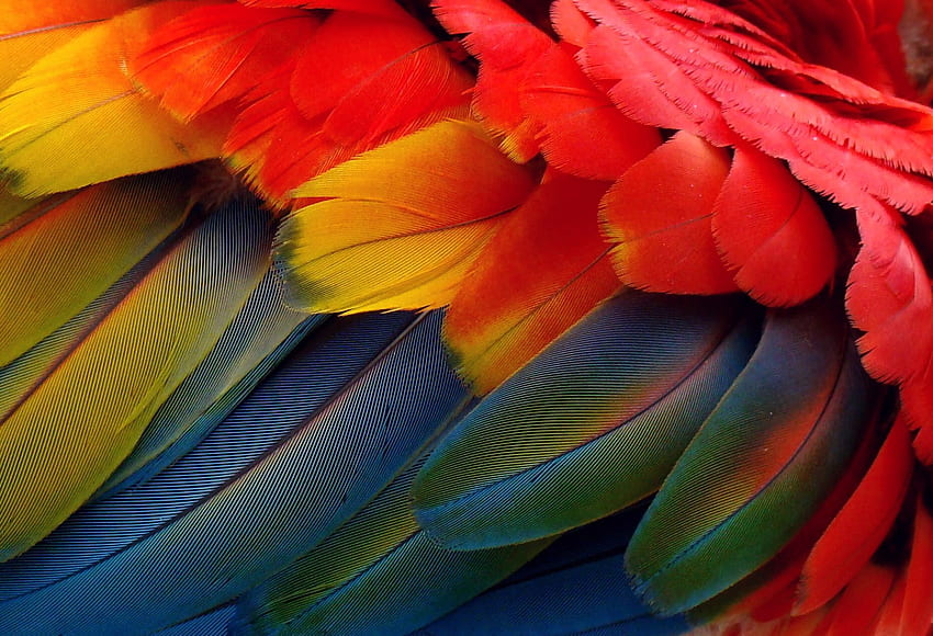 Papageienfeder, Vogelfeder HD-Hintergrundbild