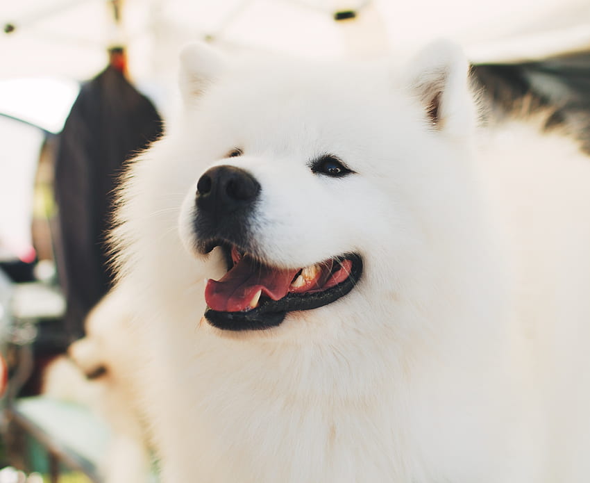 Hewan, Halus, Bagus, Sayang, Anjing Samoyed, Anjing Terbaik Tahun Ini Wallpaper HD