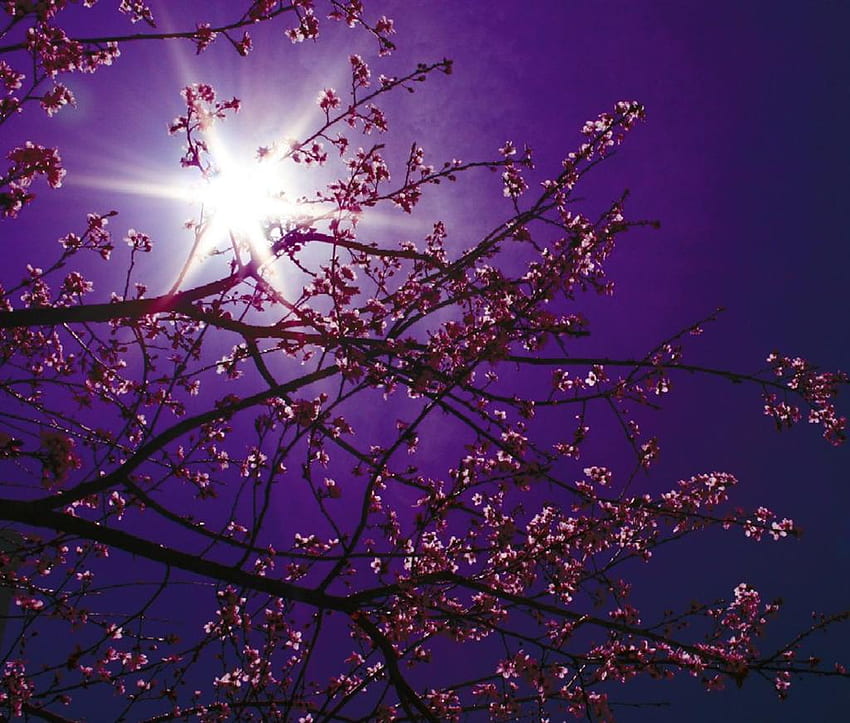 malam musim semi, ungu, musim semi Wallpaper HD