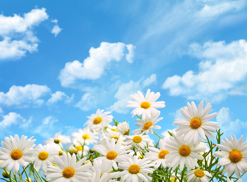 Kamille, Sonnenschein, Sommer, Feld, Gänseblümchen, Himmel, Blumen HD-Hintergrundbild