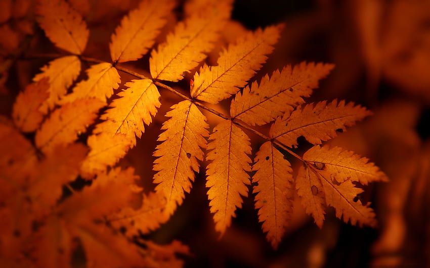 Autumn Leaf, Brown Leaves HD wallpaper
