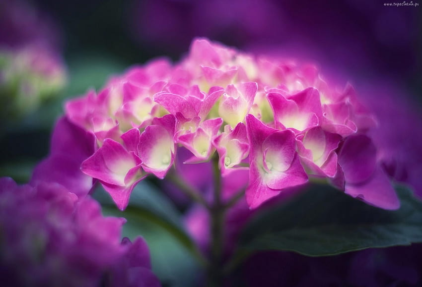 Pink Hydrangea, beauiful, style, colors, flowers, nice HD wallpaper