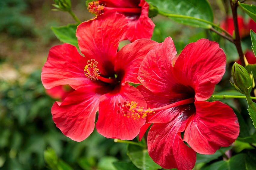 Hibiscus plant, summer, plant, flower, exotic, garden, beautiful, hibiscus HD wallpaper
