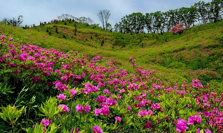 Summer meadow, slope, beautiful, grass, nice, mountain, wildflowers, pretty, green, freshness, greenery, nature, flowers, sky, lovely HD wallpaper