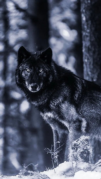 Big Wolf Background Images HD Pictures and Wallpaper For Free Download   Pngtree