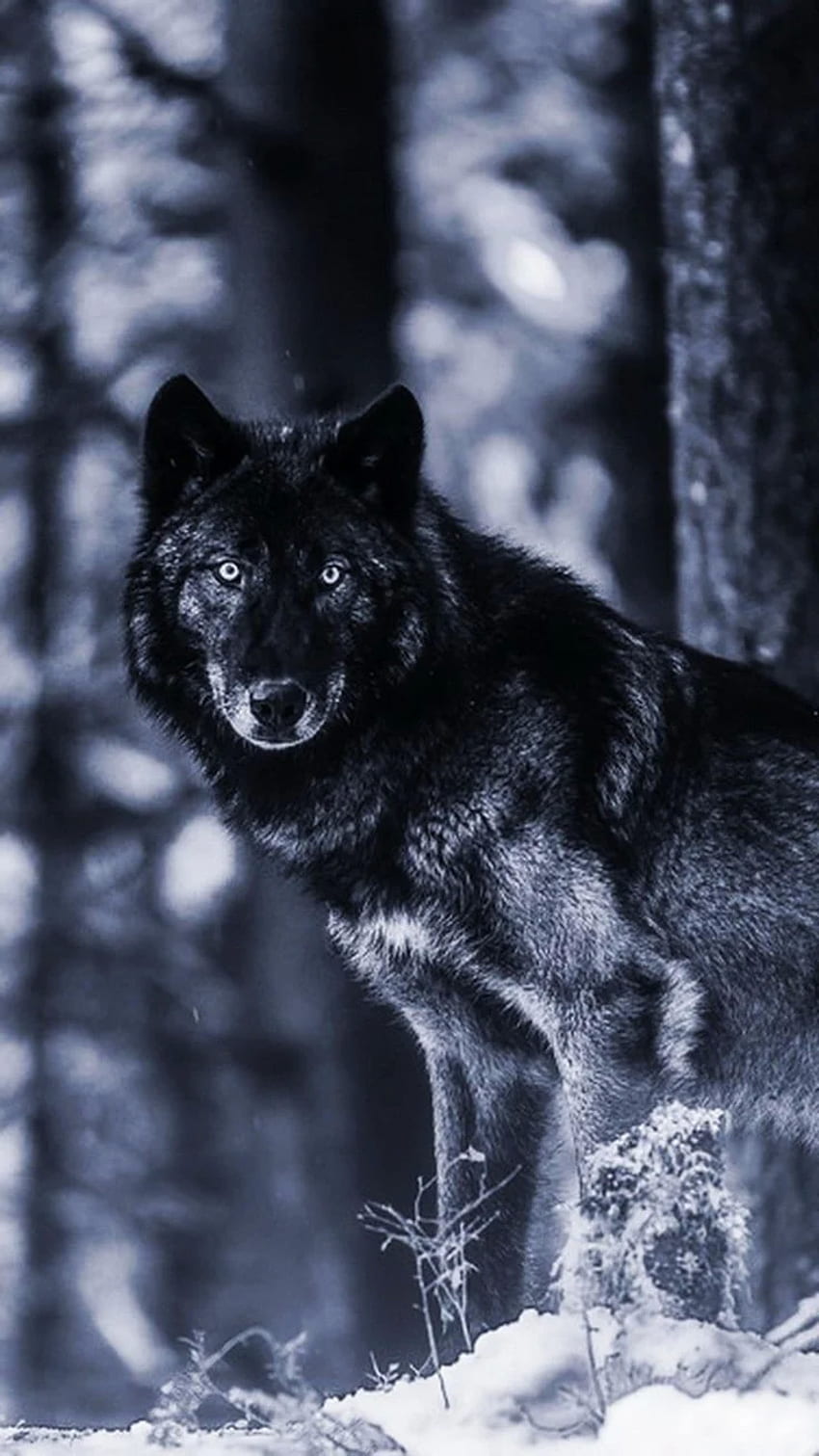 Pin de Summer Roberson sobre lobos - Black Wolf iPhone, Cool Black Wolf Papel de parede de celular HD