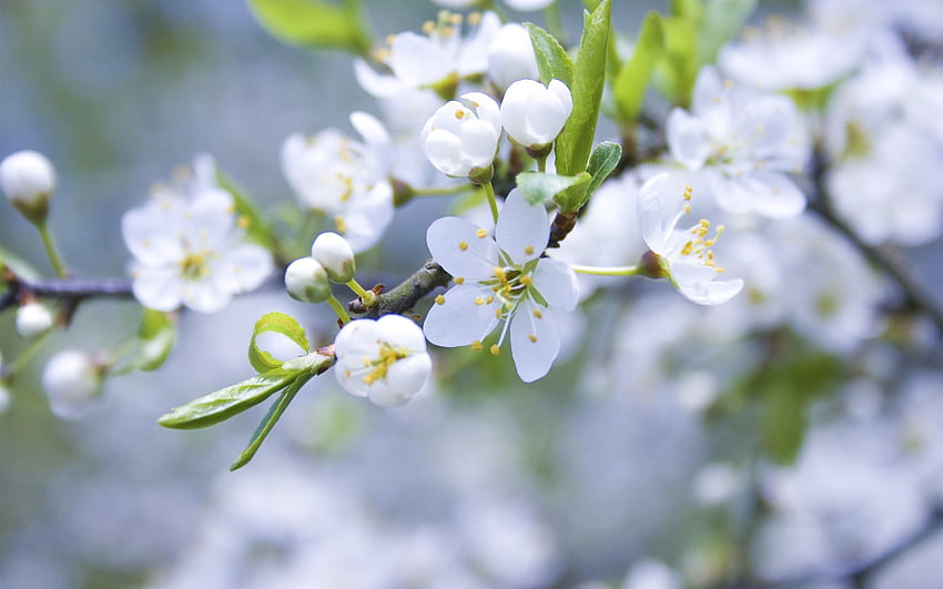 Białe kwiaty jabłoni, pąki, płatki, gałązki Tapeta HD
