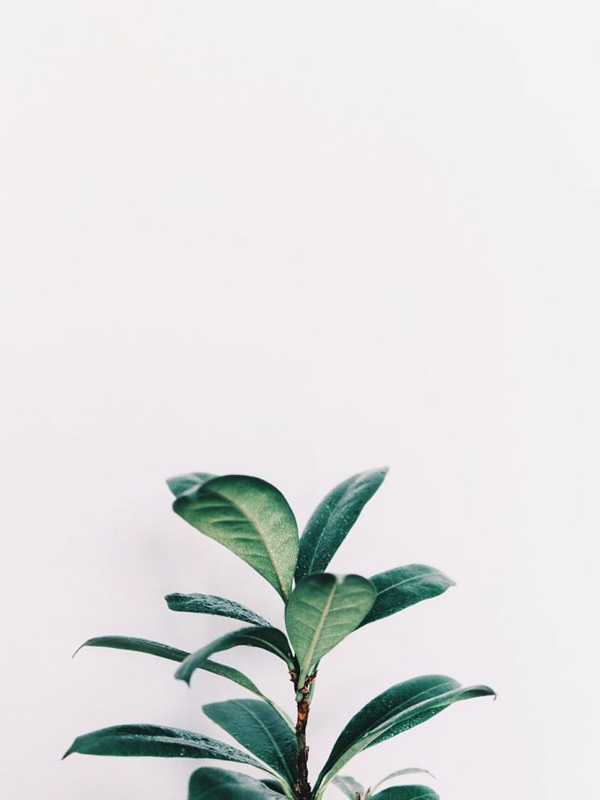 White Aesthetic Plants Top White Aesthetic [] for your , Mobile & Tablet. Explore Houseplant . Houseplant, Houseplants HD phone wallpaper