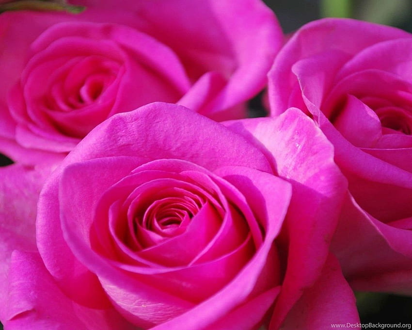 Beautiful Pink Roses Flower Background HD wallpaper | Pxfuel