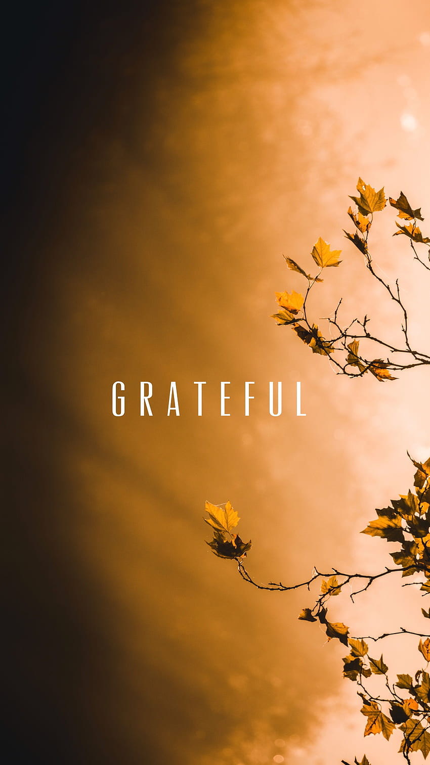 Thanksgiving, Grateful HD phone wallpaper